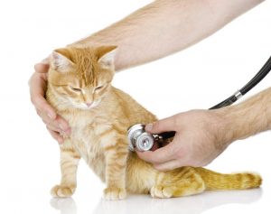 Phương pháp điều trị, chăm sóc mèo bị suy thận hiệu quả