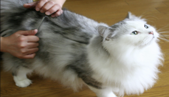 Phương pháp hữu hiệu trị búi lông cho mèo nhanh chóng