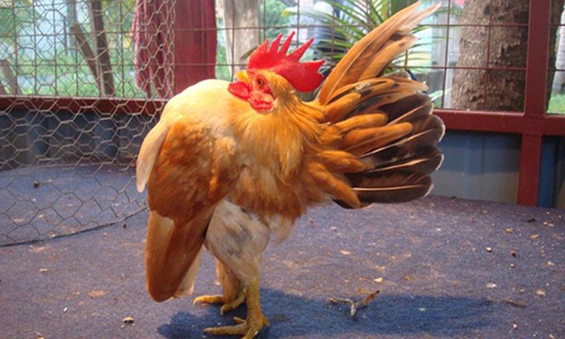 Serama-giống gà được yêu thích nhất trong làng gà kiểng