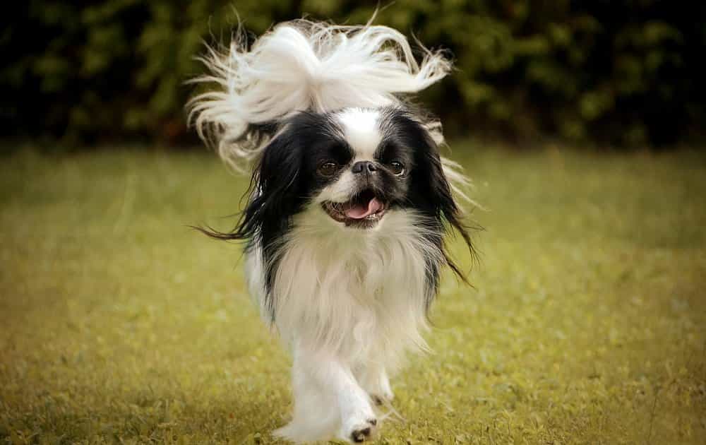 Chó lông xù Nhật Bản được coi là quý tộc