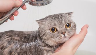 Tắm cho mèo chưa bao giờ lại dễ dàng đến thế, bạn đã biết?