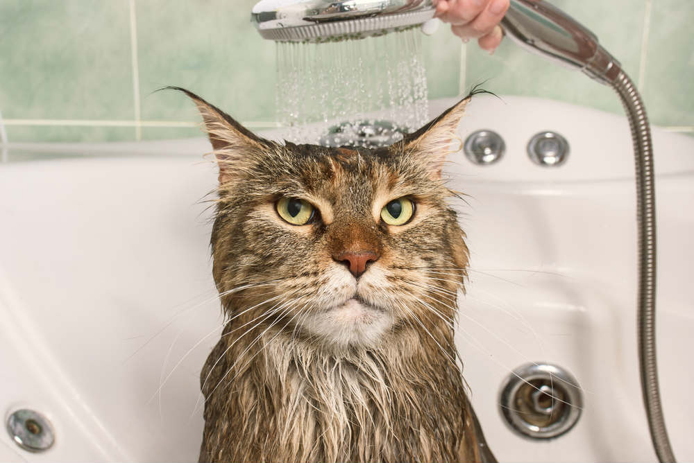 Sữa tắm có mùi yêu thích cũng khiến mèo hợp tác tắm hơn