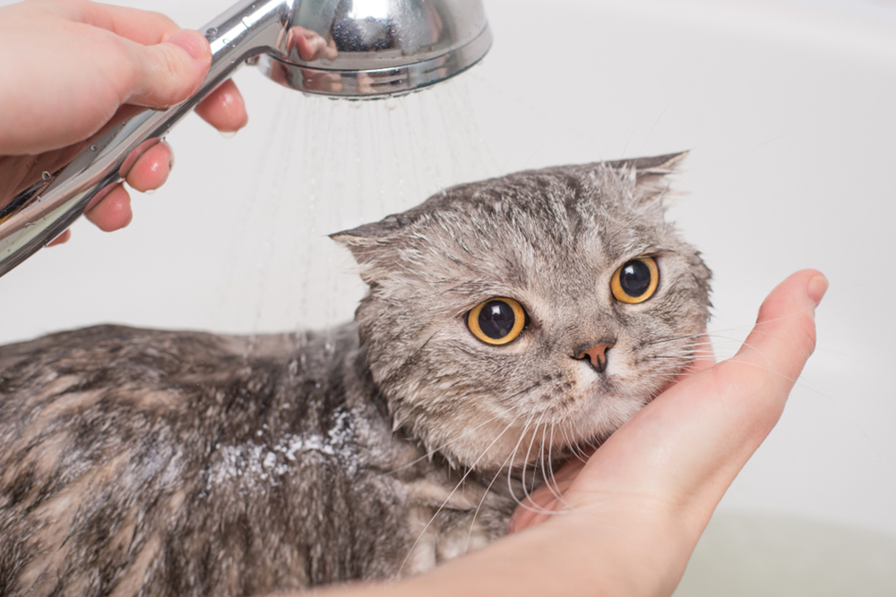 Nếu lông của mèo yêu trở nên nhờn và dầu đã đến lúc bạn nên tắm rửa cho mèo. 
