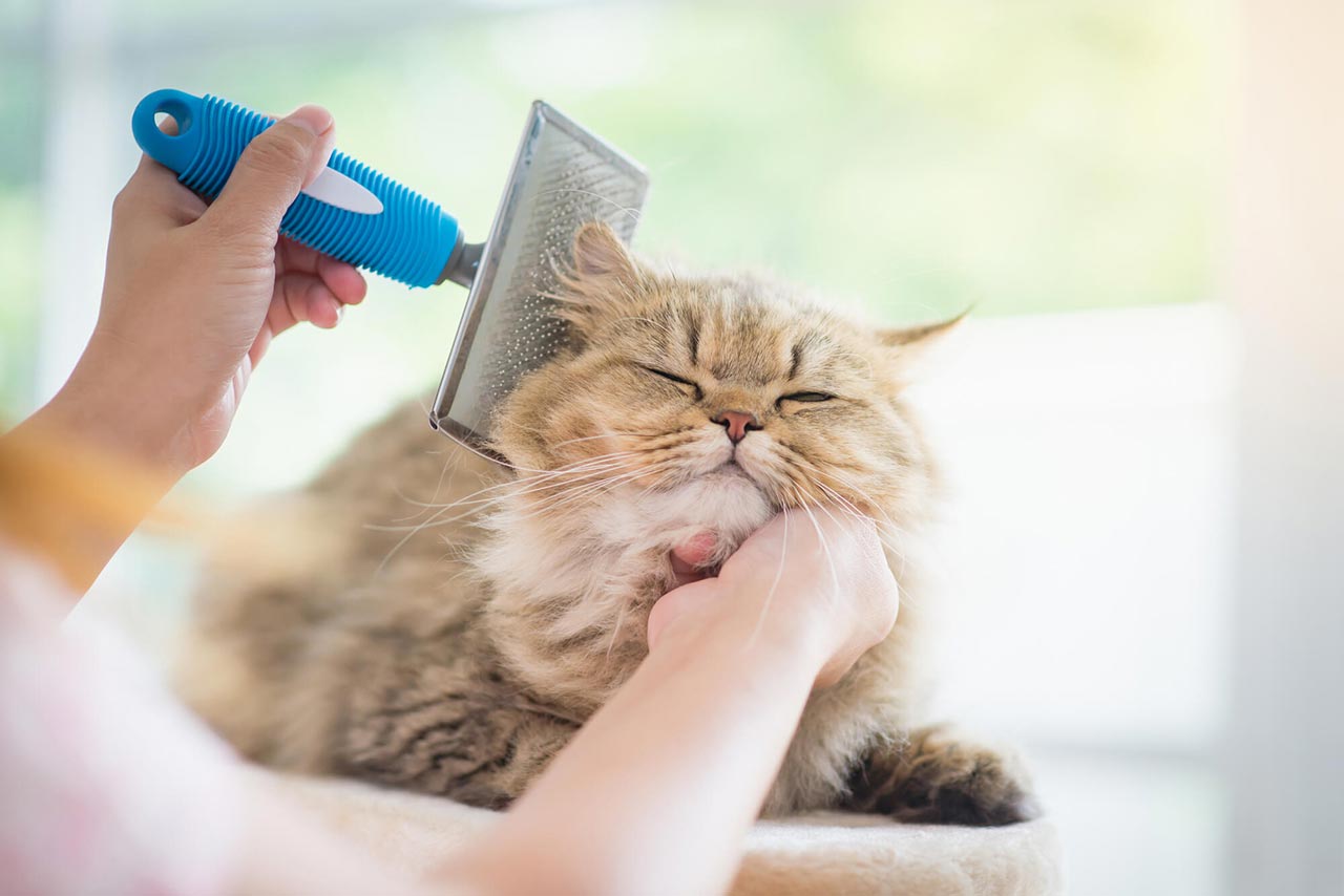 Tắm rửa, cắt móng, chải lông mèo đúng cách, bạn đã biết?