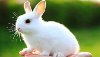 Tất tần tật những kinh nghiệm giúp bạn chăm sóc thỏ tốt nhất