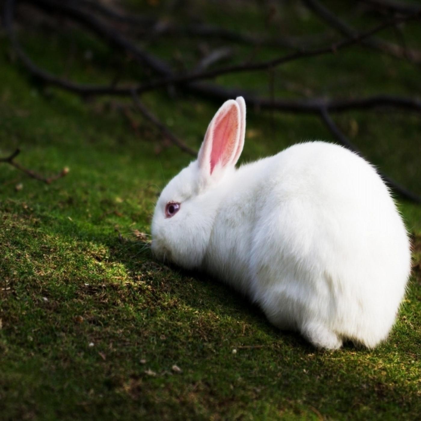 Hiểu về thỏ