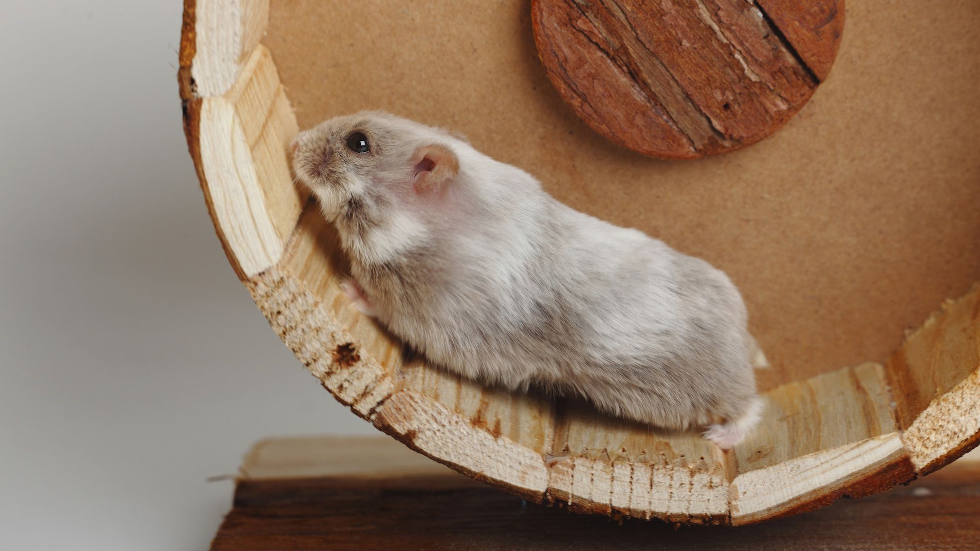 Chuột hamster mới sinh