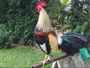 Tìm hiểu các giống gà kiểng đẹp, độc và lạ đang "hot" hiện nay