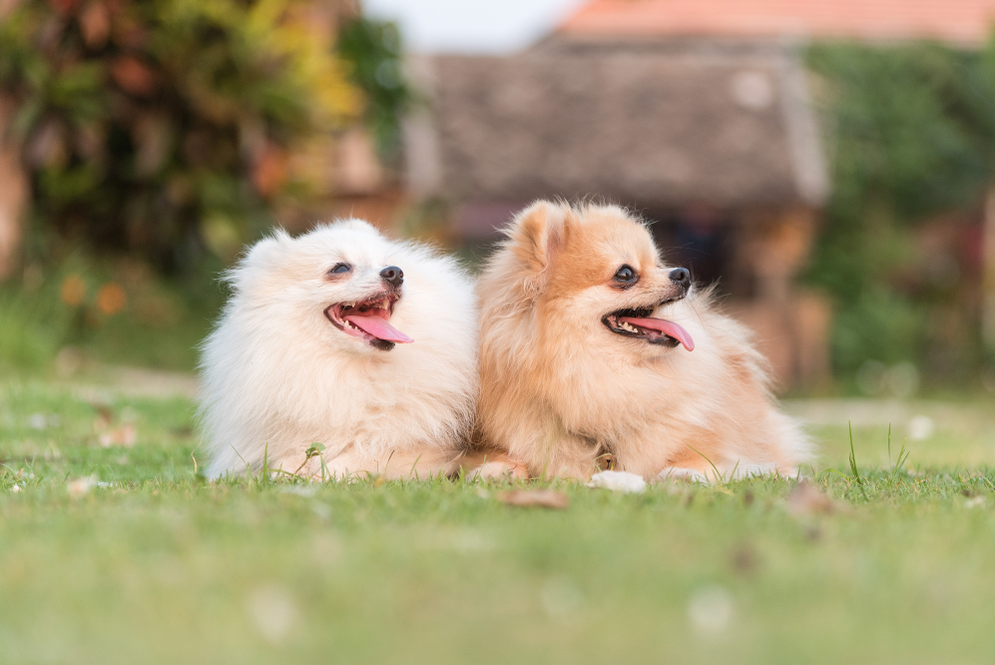Tiêu chuẩn chó Pomeranian thuần chủng FCI | Hình ảnh chó Phốc sóc mini siêu  cute đẹp, dễ thương - YouTube