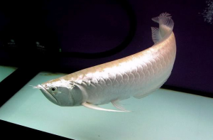 Tìm hiểu về loài cá Ngân Long và ý nghĩa phong thủy của nó