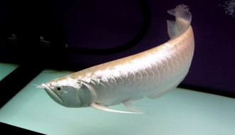 Tìm hiểu về loài cá Ngân Long và ý nghĩa phong thủy của nó