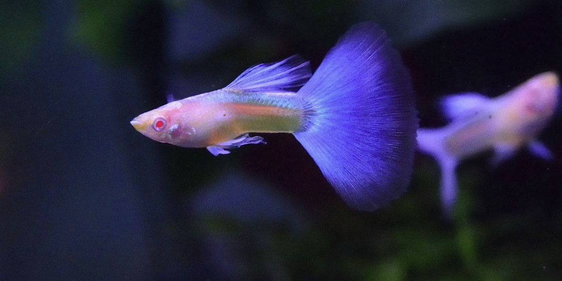 Cá Guppy Full Gold nuôi thế nào cho hiệu quả lên màu đẹp