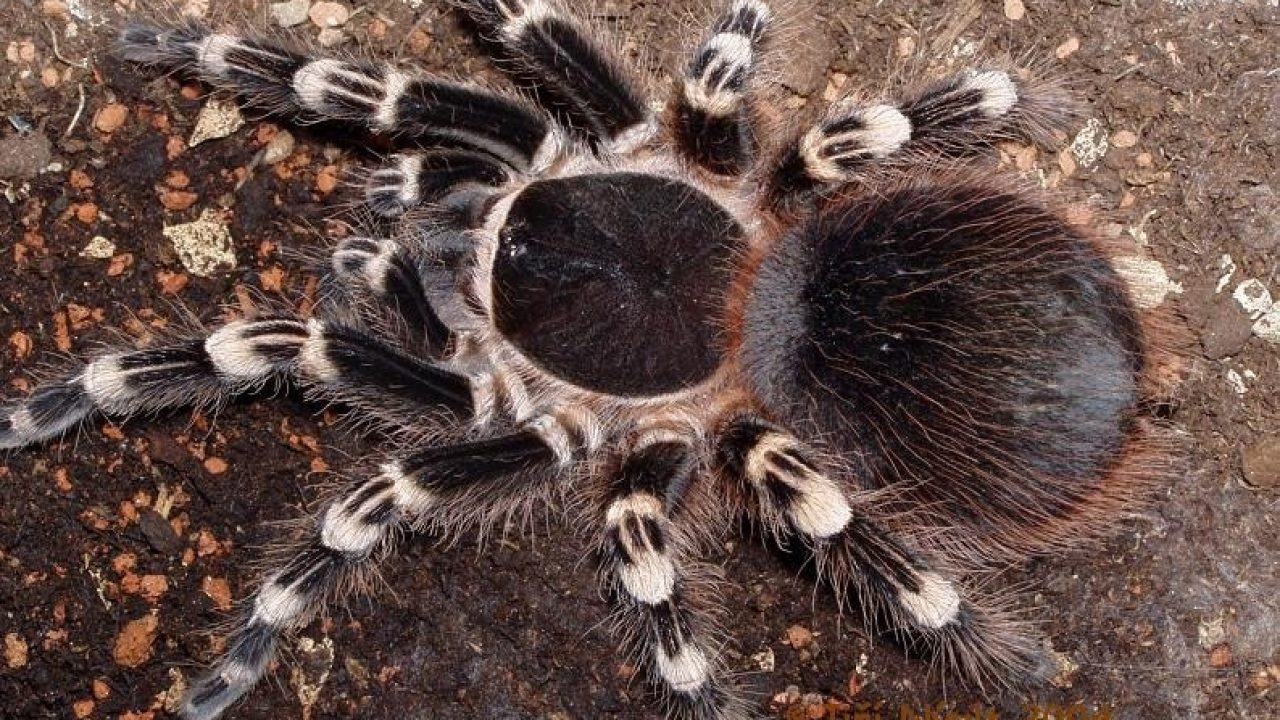Gióng nhện Tarantula Curly Hair