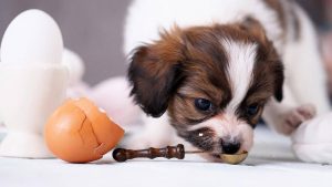 Cho chó ăn trứng gà sống có nguy hiểm?