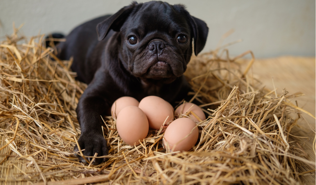 Chó ăn trứng gà sống có thực sự tốt cho sức khỏe 