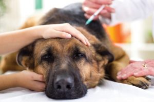 Viêm dạ dày cấp tính ở chó: Hiểu đúng mới chữa được bệnh dứt điểm