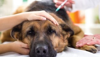 Viêm dạ dày cấp tính ở chó: Hiểu đúng mới chữa được bệnh dứt điểm!
